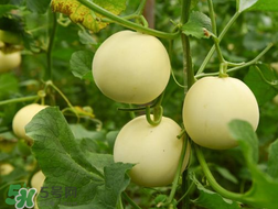 甜瓜和牛奶能一起吃嗎？吃完甜瓜可以喝牛奶嗎？