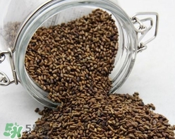 決明子泡水喝要炒熟嗎？決明子泡水的功效