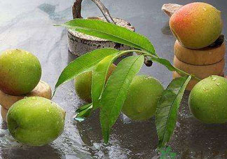 青梅不能和什么一起吃？青梅和什么相克？