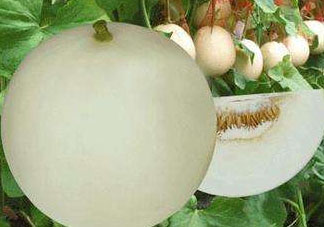 甜瓜可以帶上飛機(jī)嗎？坐飛機(jī)可以帶香瓜嗎？