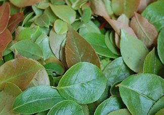 烏樹(shù)葉怎么做？烏樹(shù)葉怎么做好吃又簡(jiǎn)單？