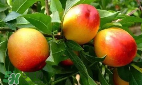 油桃什么時候吃最好？油桃什么人不能吃