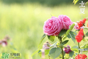 立夏開什么花？立夏有什么花？