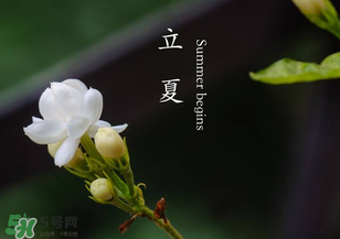 立夏開什么花？立夏有什么花？