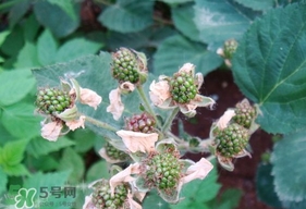 樹莓有毒嗎？樹莓有刺嗎？