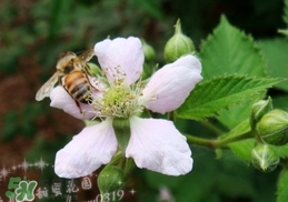 樹莓有毒嗎？樹莓有刺嗎？