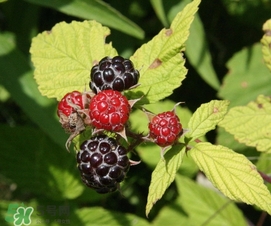 樹莓有毒嗎？樹莓有刺嗎？