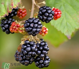 2017樹莓多少錢一斤？樹莓價格