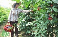 桑葚火麻茶能降血壓嗎？桑葚火麻茶作用與功效