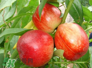 油桃一天吃幾個？孕婦一天能吃幾個油桃