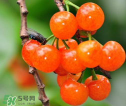 立夏嘗三新指的是什么？立夏嘗新活動(dòng)