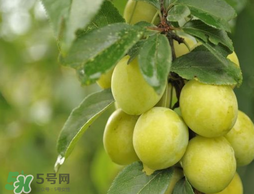 立夏嘗三新指的是什么？立夏嘗新活動(dòng)