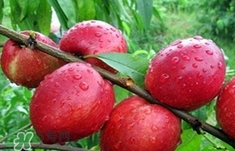 油桃什么時候吃最好？油桃什么人不能吃