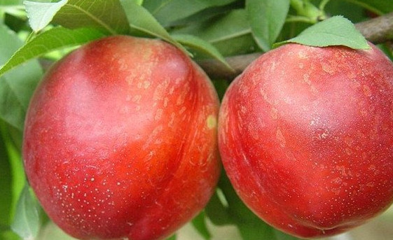 油桃不能和什么一起吃？油桃不能和什么水果一起吃