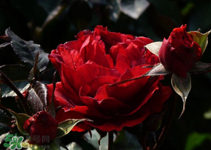 母親節(jié)可以送玫瑰花嗎？母親節(jié)送幾朵玫瑰花好？