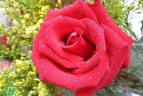 母親節(jié)可以送玫瑰花嗎？母親節(jié)送幾朵玫瑰花好？