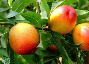 油桃有毛嗎？油桃為什么沒毛？