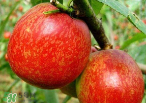 油桃變軟了還能吃嗎？油桃變軟了怎么回事？