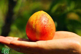 油桃變軟了還能吃嗎？油桃變軟了怎么回事？