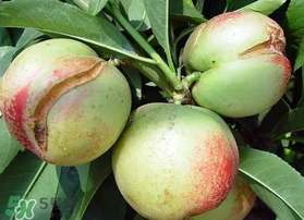 油桃裂果什么原因？油桃裂果還能吃嗎？