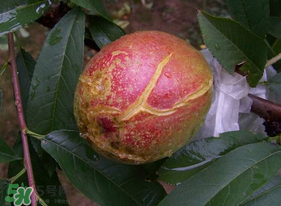 油桃裂果什么原因？油桃裂果還能吃嗎？