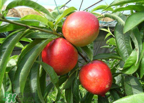 油桃裂果什么原因？油桃裂果還能吃嗎？