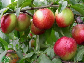 油桃有毛嗎？油桃為什么沒毛？