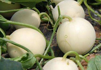 甜瓜苦能吃嗎？甜瓜為什么會(huì)苦？