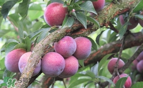 三華李多少錢(qián)一斤？三華李價(jià)格