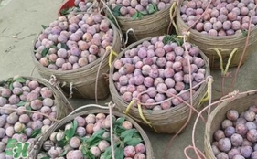 吃三華李有什么好處？三華李的功效與作用