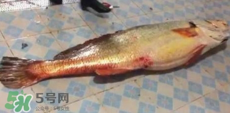 天價(jià)魚賣出347萬(wàn) 金錢鳘為什么這么貴？
