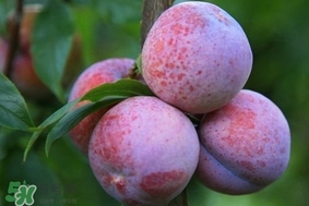 吃三華李有什么好處？三華李的功效與作用