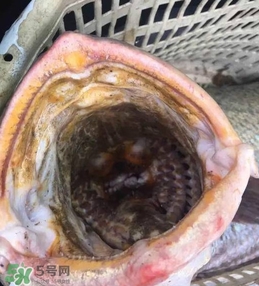 天價(jià)魚賣出347萬(wàn) 金錢鳘為什么這么貴？