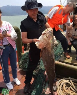 天價(jià)魚賣出347萬(wàn) 金錢鳘為什么這么貴？