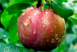 三華李多少錢(qián)一斤？三華李價(jià)格