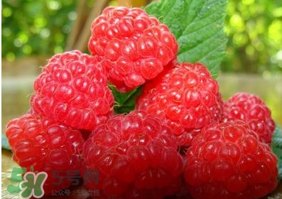 山莓多少錢一斤？為什么沒人種植山莓