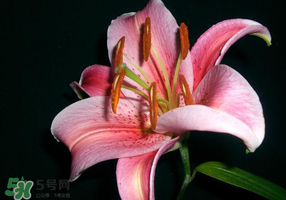 母親節(jié)可以送百合嗎？送母親百合花該送幾朵？