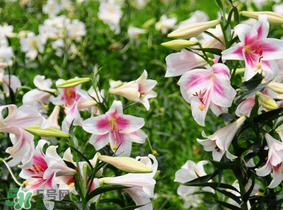 母親節(jié)可以送百合嗎？送母親百合花該送幾朵？