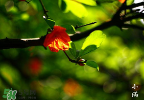 2017年小滿會(huì)下雨嗎？2017年小滿下雨好嗎？