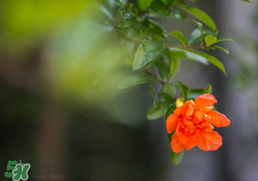 2017年小滿會(huì)下雨嗎？2017年小滿下雨好嗎？