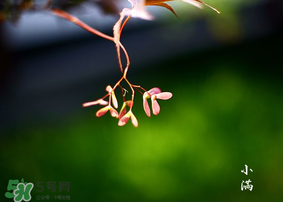 小滿是什么節(jié)氣？小滿是第幾個節(jié)氣？