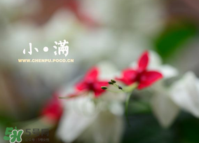 小滿是什么節(jié)氣？小滿是第幾個節(jié)氣？