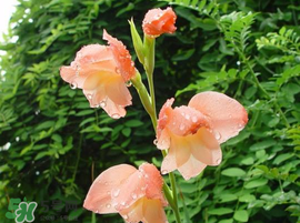 2017年端午節(jié)會下雨嗎？2017年端午節(jié)下雨好嗎？