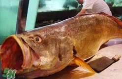 黃唇魚可以養(yǎng)殖嗎？黃唇魚能養(yǎng)殖嗎？