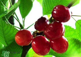 ?端午節(jié)還有櫻桃嗎？端午節(jié)可以摘櫻桃嗎？