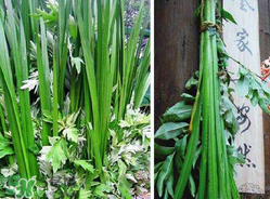 端午節(jié)為什么要掛菖蒲？端午節(jié)掛菖蒲的好處