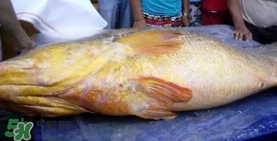 黃唇魚可以買賣嗎？黃唇魚買賣違法嗎？