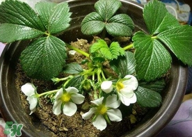 菠蘿莓種子哪里有賣？哪里能買得到菠蘿莓種子？