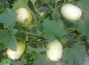 甜瓜可以空腹吃嗎？空腹吃甜瓜可以嗎？