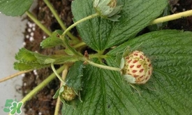 菠蘿莓苗多少錢一顆？菠蘿莓怎么種植